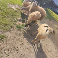بره نر و گوسفند در حیوانات مزرعه