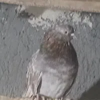 کبوتر سرور|پرنده|خوانسار, |دیوار