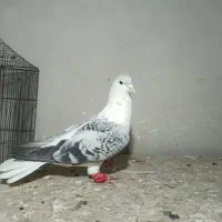 ماده مگسی درشت و روشن