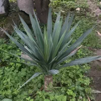 آگهی گل یوکا و سیکاس و‌بابا آدم در همه ابعاد|گل و گیاه طبیعی|رویان, |دیوار