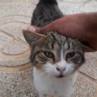 واگذاری گربه