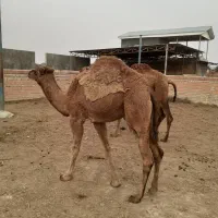 کله پاچه بچه شتر