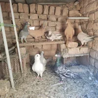 کفتر عودی سار هما سار سرنج زرد
