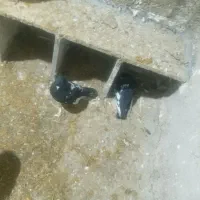 کبوتر
