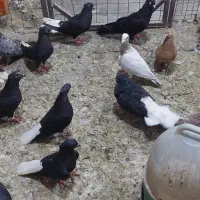 کبوتر رنگی سله امیدماهشهر