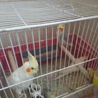 عروس هلندی|پرنده|کرمان, |دیوار