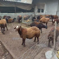 گوسفند قزل افشار