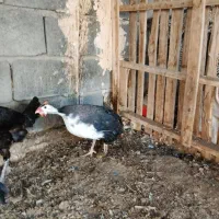 مرغ شاخدار فروشی|حیوانات مزرعه|میناب, |دیوار