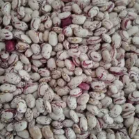 بذر لوبیا چیتی