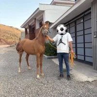 فروش کره ۲۴ ماهه عرب مصری|اسب و تجهیزات اسبسواری|آبعلی, |دیوار