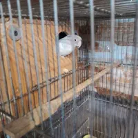 طوطی برزیلی مولد|پرنده|تهران, هاشمی|دیوار