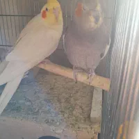 عروس هلندی با یک جوجه|پرنده|ابریشم, |دیوار