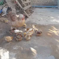 مرغ محلی با جوجه ها|حیوانات مزرعه|آق قلا, |دیوار