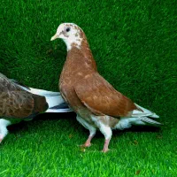 کبوتر پرشی|پرنده|آق قلا, |دیوار