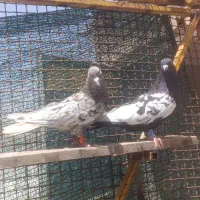 کفتر