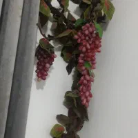 درختچه انگور