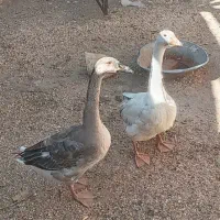 غاز و قوقاز