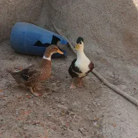 مرغابی|حیوانات مزرعه|مرودشت, شهرک مهدیه|دیوار