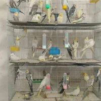 خریدوفروش انواع پرنده وکبوتروقفس ولوازم ودان ودارو|پرنده|آمل, |دیوار