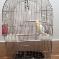 عروسی هلندی لوتینو(نر)