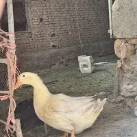 خروس و اردک|حیوانات مزرعه|خوانسار, |دیوار