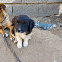 سگ پشمالو پاکوتاه|سگ|شیروان (خراسان), |دیوار