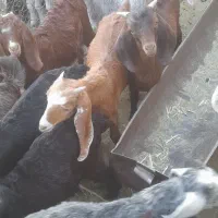 فروش کهره|حیوانات مزرعه|داراب, |دیوار