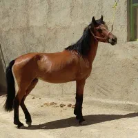 اسب مادیان کورد