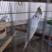 عروس هلندی آلبینو مولد کار حلقه ب پا|پرنده|قم, نوبهار|دیوار