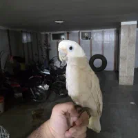 کاکادو گوفین