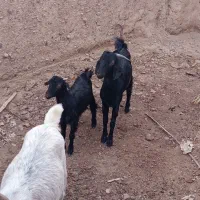 بز همراه دوشنک نر|حیوانات مزرعه|مهرستان, |دیوار