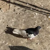 کفتر یال سیاه|پرنده|شیراز, تندگویان|دیوار