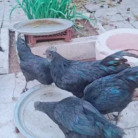 مرغ و خروس آیام سمانی