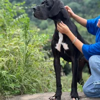 گریت دین ماده