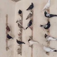 دسته کفتر|پرنده|شیراز, اکبر آباد|دیوار