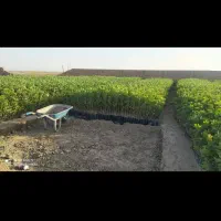 نهال پسته گلدانی