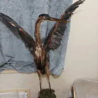 مجسمه|مجسمه، تندیس، ماکت|آبادان, |دیوار