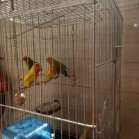 طوطی برزیلی