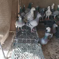 کبوترمسافتی