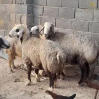 ۲۰راس شیشک میش ناز ترکی بختیاری آبستن بره دار