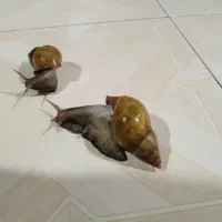 حلزون شاه مولد|خزنده|زنجان, |دیوار