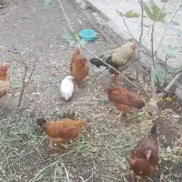 مرغ محلی با جوجه محلی|حیوانات مزرعه|محمدیه-قزوین, |دیوار