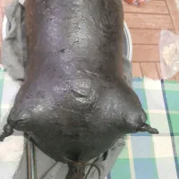 هیزه (پوست گوسفند)|صنایع دستی و سایر لوازم تزئینی|اسلامآباد غرب, |دیوار