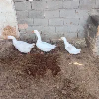 دو عدد غاز و یک عدد اردک