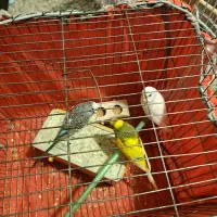 طوطی|پرنده|بدره, |دیوار