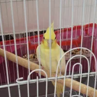 عروس هلندی نر لوتینو سخنگو به شرط