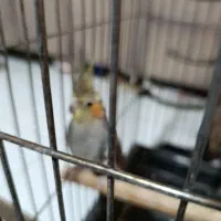 عروس هلندی