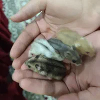 جزیره همستر سوری و کمپل یا مینیاتوری (پرورش دهنده)|موش و خرگوش|فردیس, سرحدی|دیوار