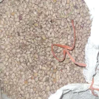 لولبیا چیتی