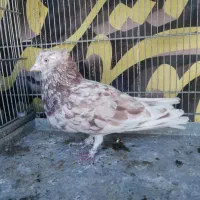 کفتر کلکسیونی|پرنده|قم, سالاریه|دیوار